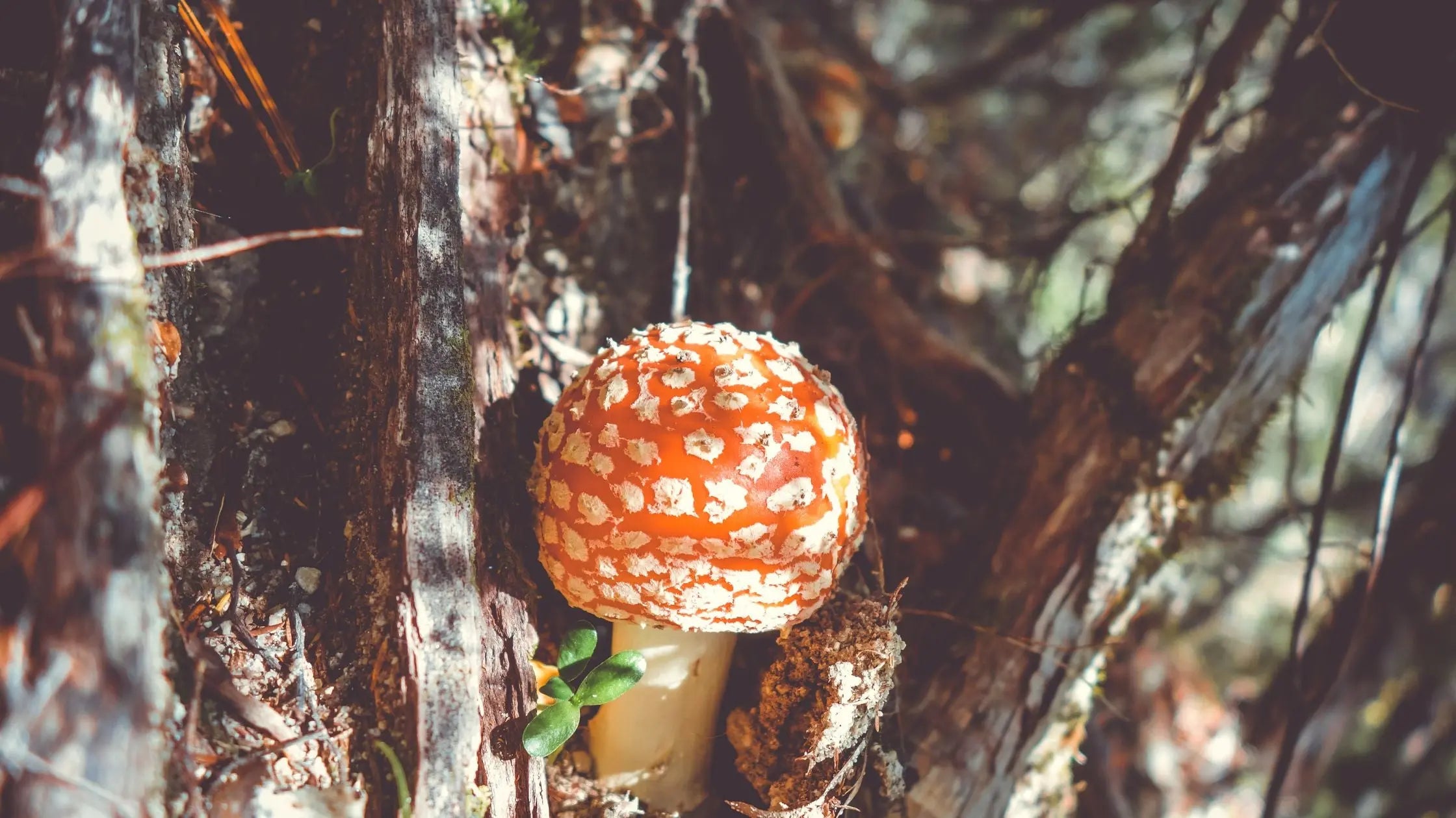 Amanita Muscaria Made Easy: Your Simple Preparation Guide - - HappyAmanita