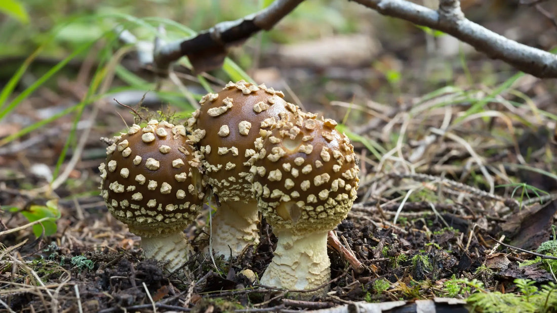 Unraveling the Mysteries: Amanita Regalis vs. Amanita Muscaria