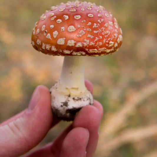 Where to Find High-Quality Amanita Muscaria (Fly Agaric) for Sale - HappyAmanita